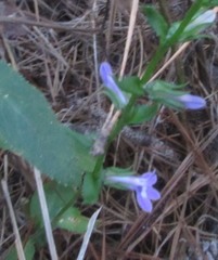 Lobelia reverchonii