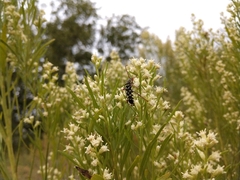 Placosternus difficilis