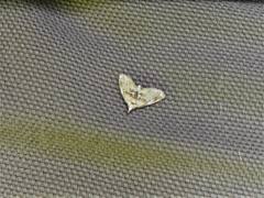 Trichophysetis cretacea