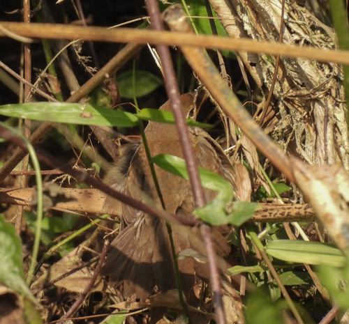 Baikal Bush Warbler (Locustella davidi), photo 10