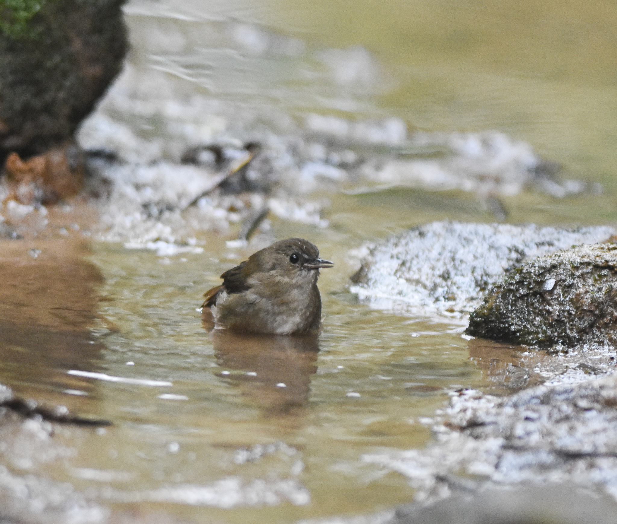 Lesser Shortwing (Brachypteryx leucophris)