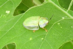 Physonota arizonae