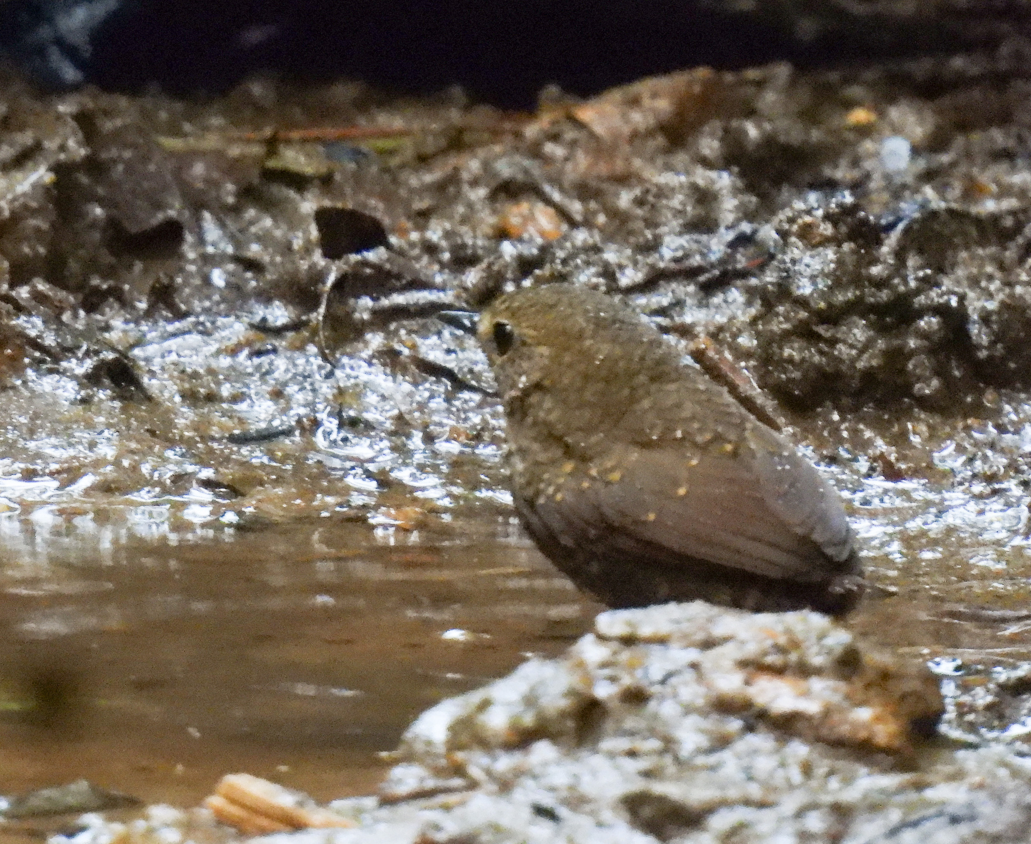 Pygmy Cupwing (Pnoepyga pusilla), photo 6