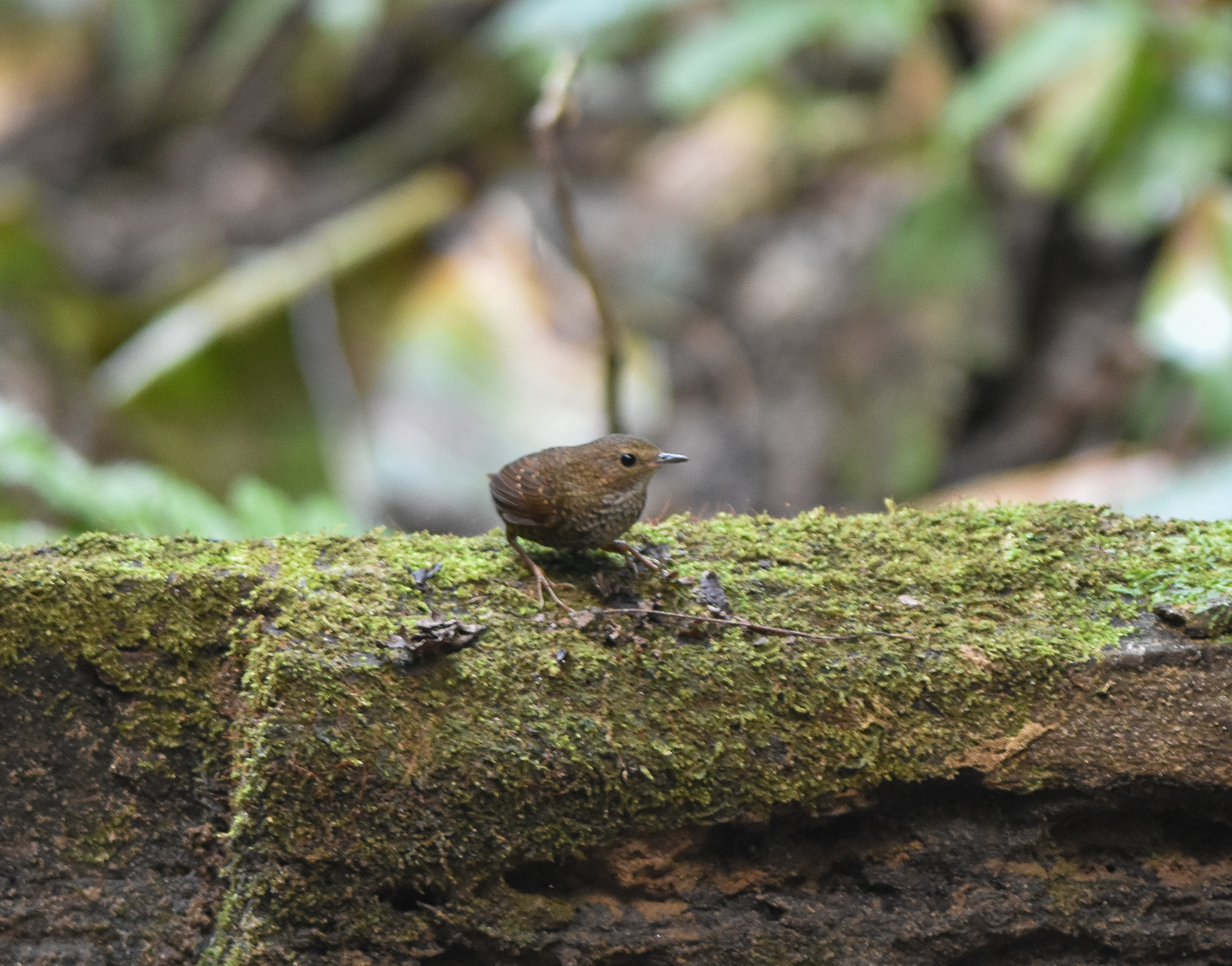 Pygmy Cupwing (Pnoepyga pusilla), photo 4