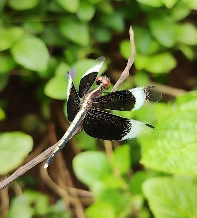 Pied Paddy Skimmer