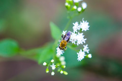 Pterallastes thoracicus