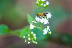 Pterallastes thoracicus