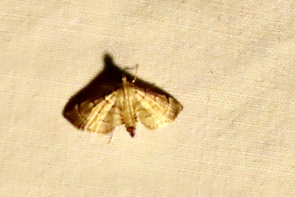 Salbia melanobathrum