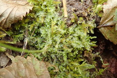 Chiloscyphus polyanthos