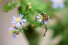 Syrphus knabi