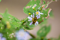 Syrphus knabi