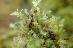 Chiloscyphus polyanthos