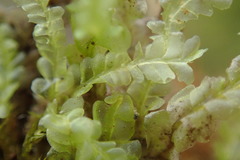 Chiloscyphus polyanthos