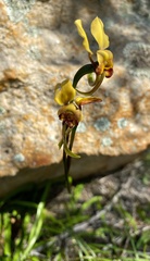 Diuris hazeliae