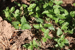 Calyptocarpus vialis