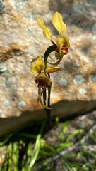 Diuris hazeliae