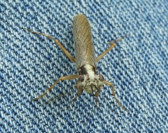 Mantoida maya