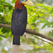 Rufous-necked Hornbill - Photo (c) Abhay Kewat, some rights reserved (CC BY-NC), uploaded by Abhay Kewat