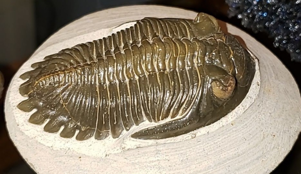 Trilobites