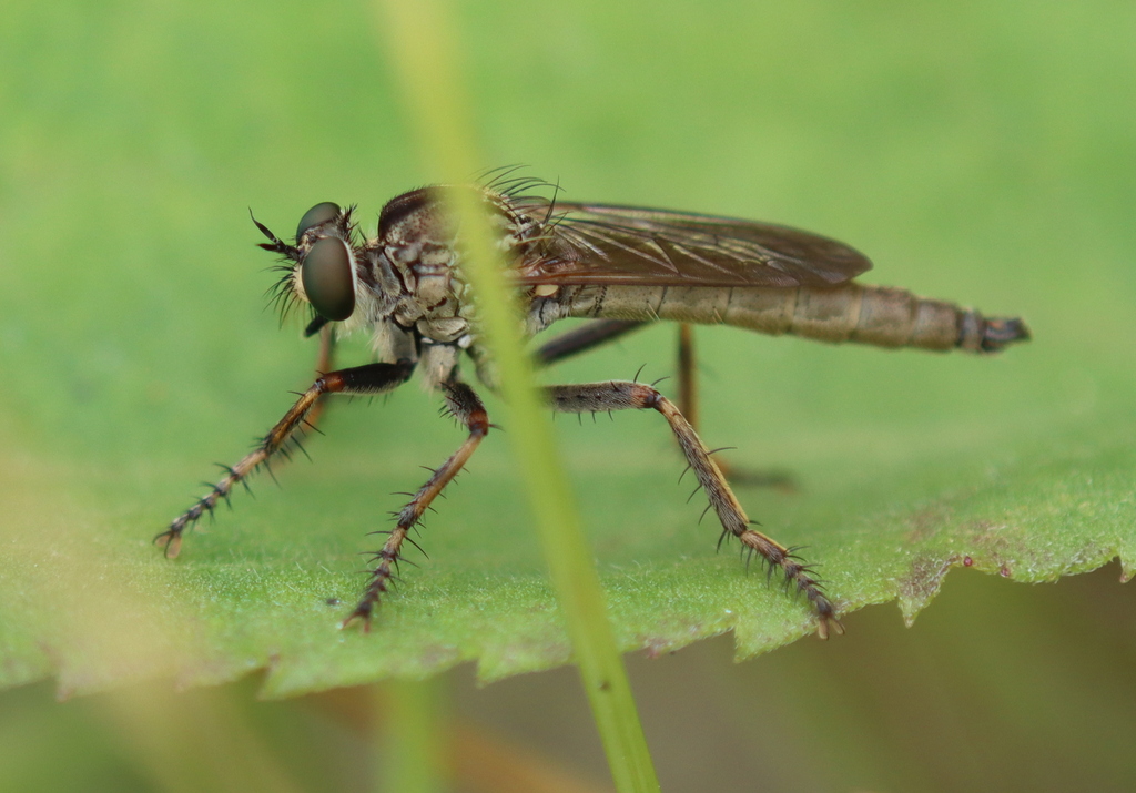 Black-spined Bladetail