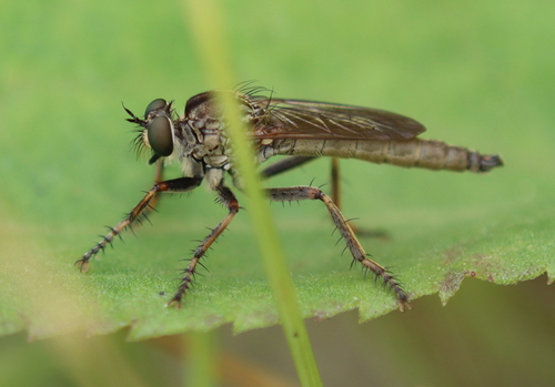 Black-spined Bladetail