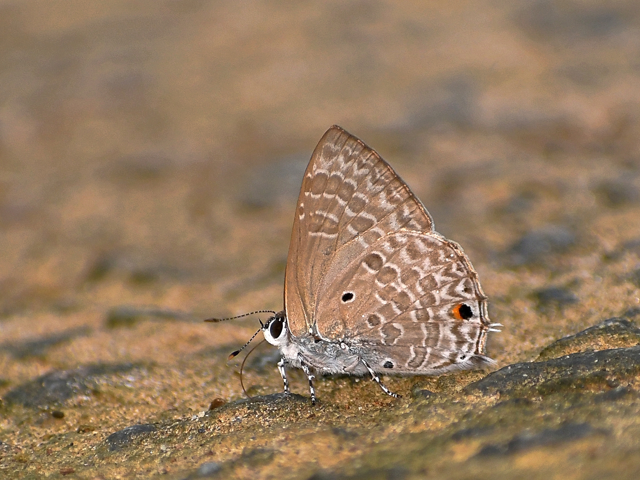 Pointed Ciliate Blue