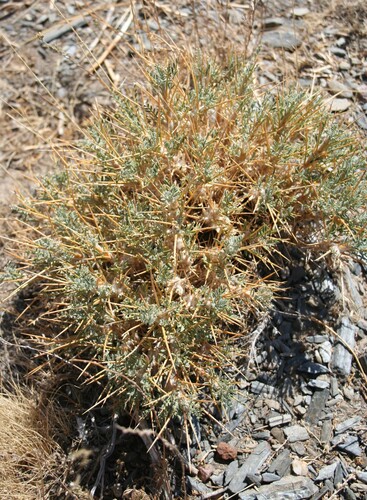 Bactrian Milkvetch (Astragalus bactrianus)