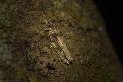 Metrioglypha phyllodes