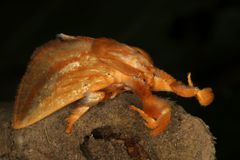 Perola affinis