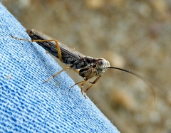 Mantoida maya