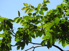 Pterocarpus rohrii