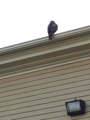 Buteo jamaicensis
