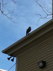 Buteo jamaicensis