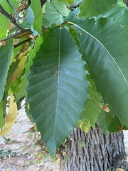 Castanea sativa