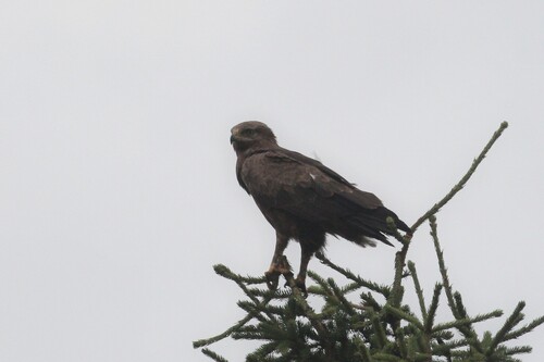 Águila pomerana (Clanga pomarina)