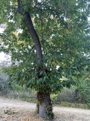 Castanea sativa