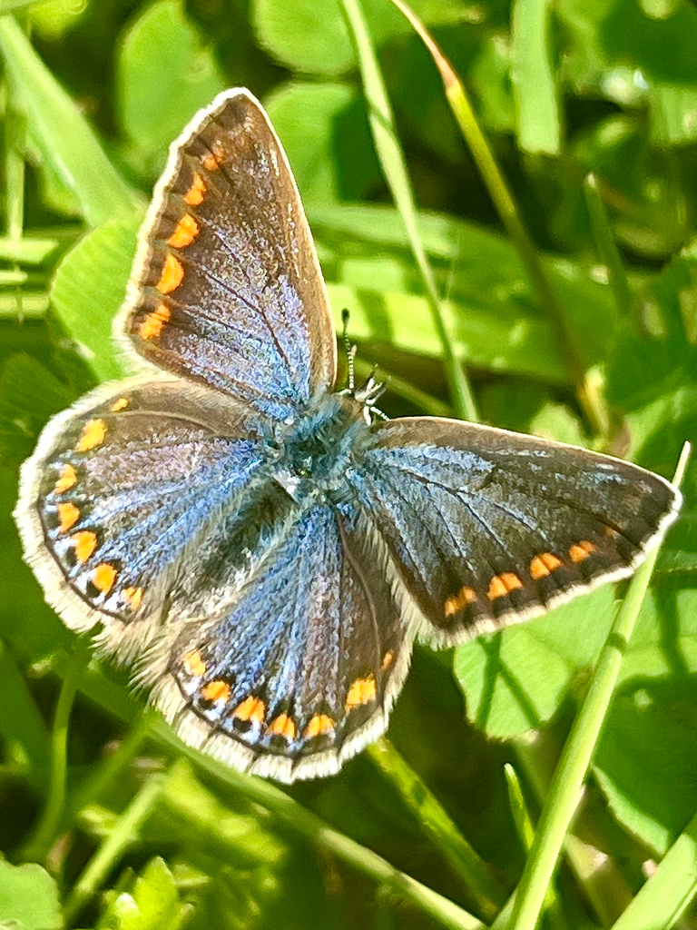 Common blue (Polyommatus icarus)