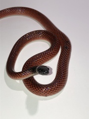 Drepanoides anomalus