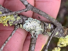 Parmeliopsis ambigua