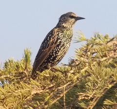 Sturnus vulgaris