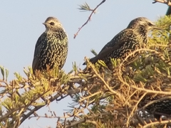 Sturnus vulgaris