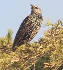 Sturnus vulgaris