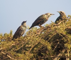 Sturnus vulgaris