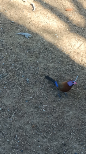 Violet-eared Waxbill