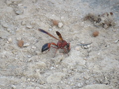 Delta dimidiatipenne