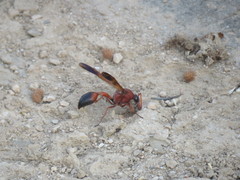 Delta dimidiatipenne