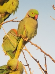 Psittacula krameri
