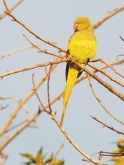 Psittacula krameri