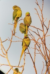 Psittacula krameri