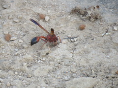 Delta dimidiatipenne